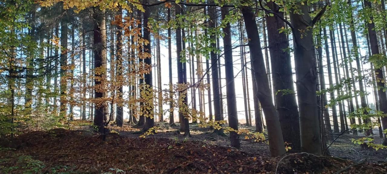 Апартаменти Harzquartier Фрідріхсбрунн Екстер'єр фото
